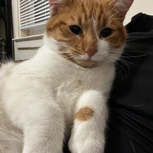 Cozy Cat Companion in White and Brown